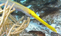 yellow trumpetfish close up! by Joe Hoyle 